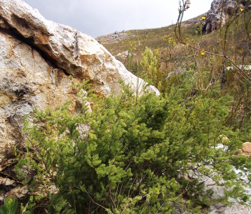 Asparagus rubicundus photo 3