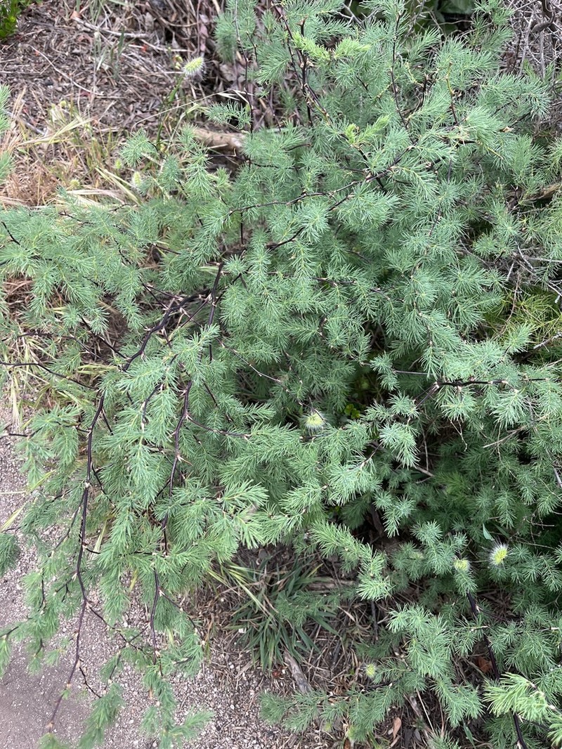 Asparagus rubicundus photo 4