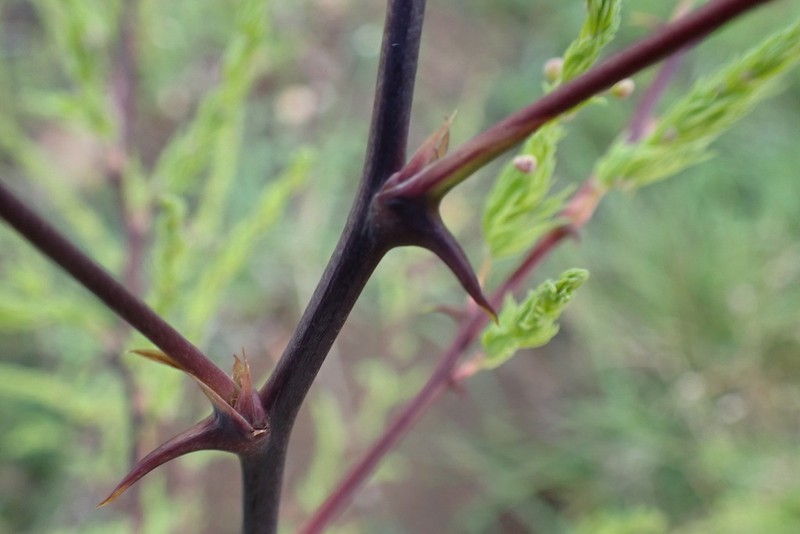 Asparagus rubicundus photo 5
