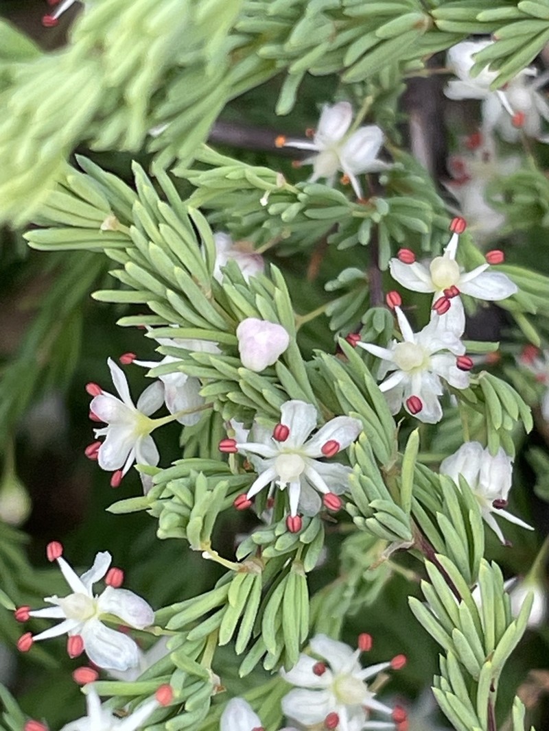 Asparagus rubicundus photo 6
