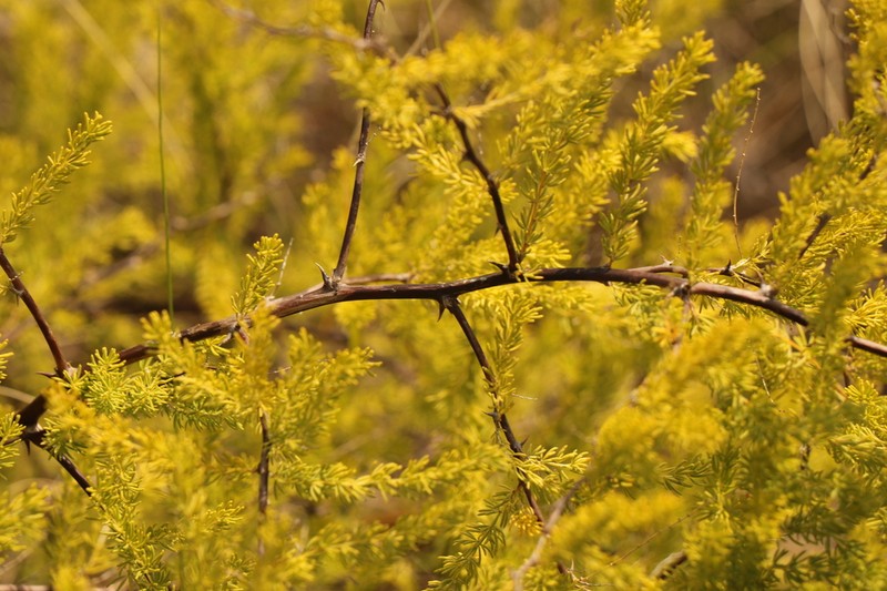 Asparagus rubicundus photo 7