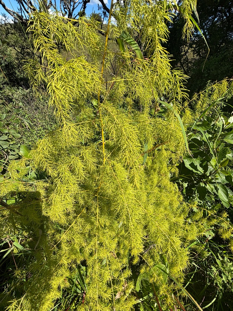 Asparagus saundersiae