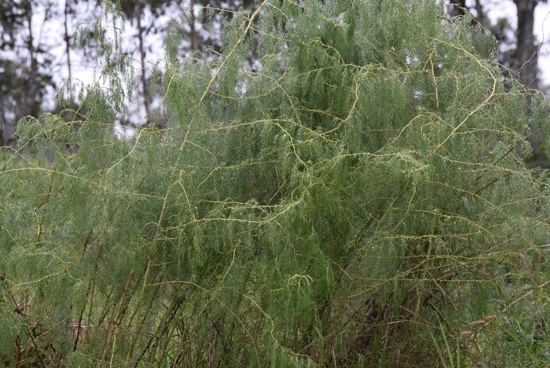 Asparagus saundersiae photo 4
