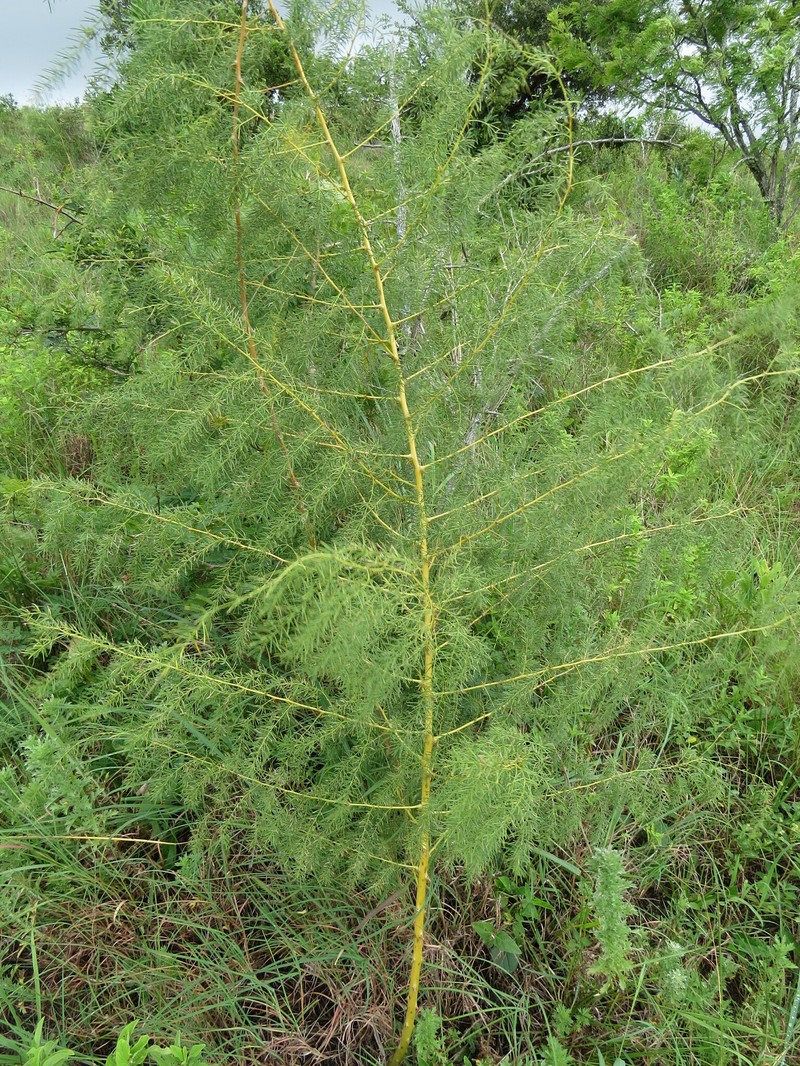 Asparagus saundersiae photo 7