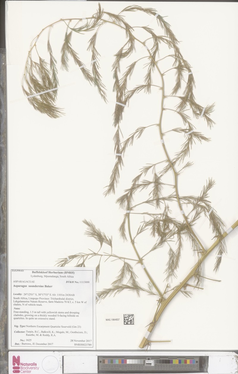 Asparagus saundersiae photo 8