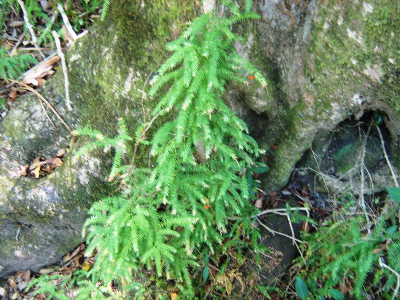 Asparagus scandens
