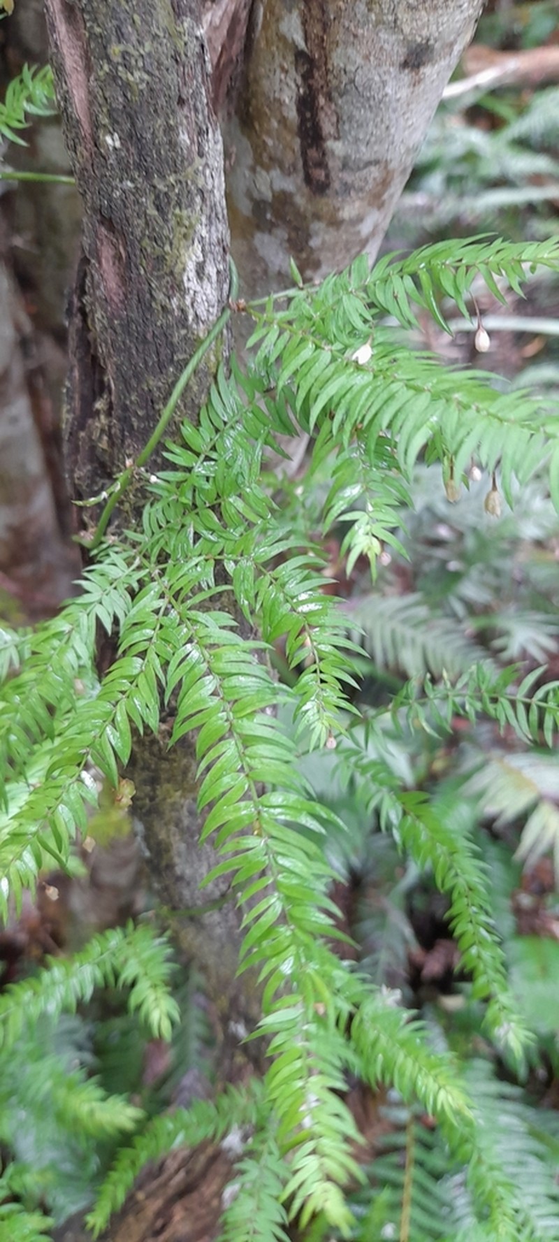 Asparagus scandens photo 2