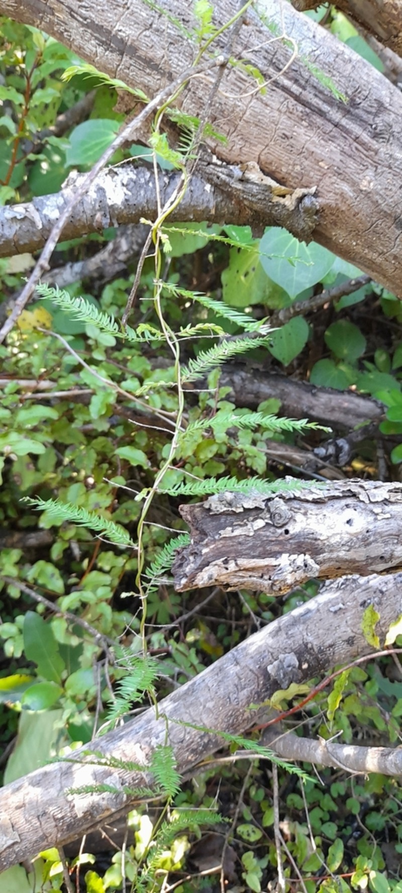 Asparagus scandens photo 4