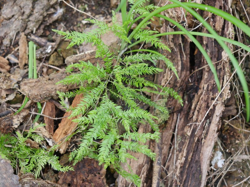 Asparagus scandens photo 7