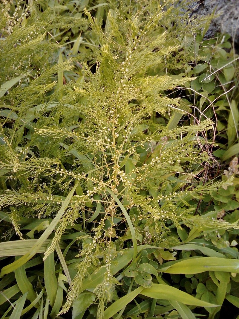 Asparagus schoberioides photo 2