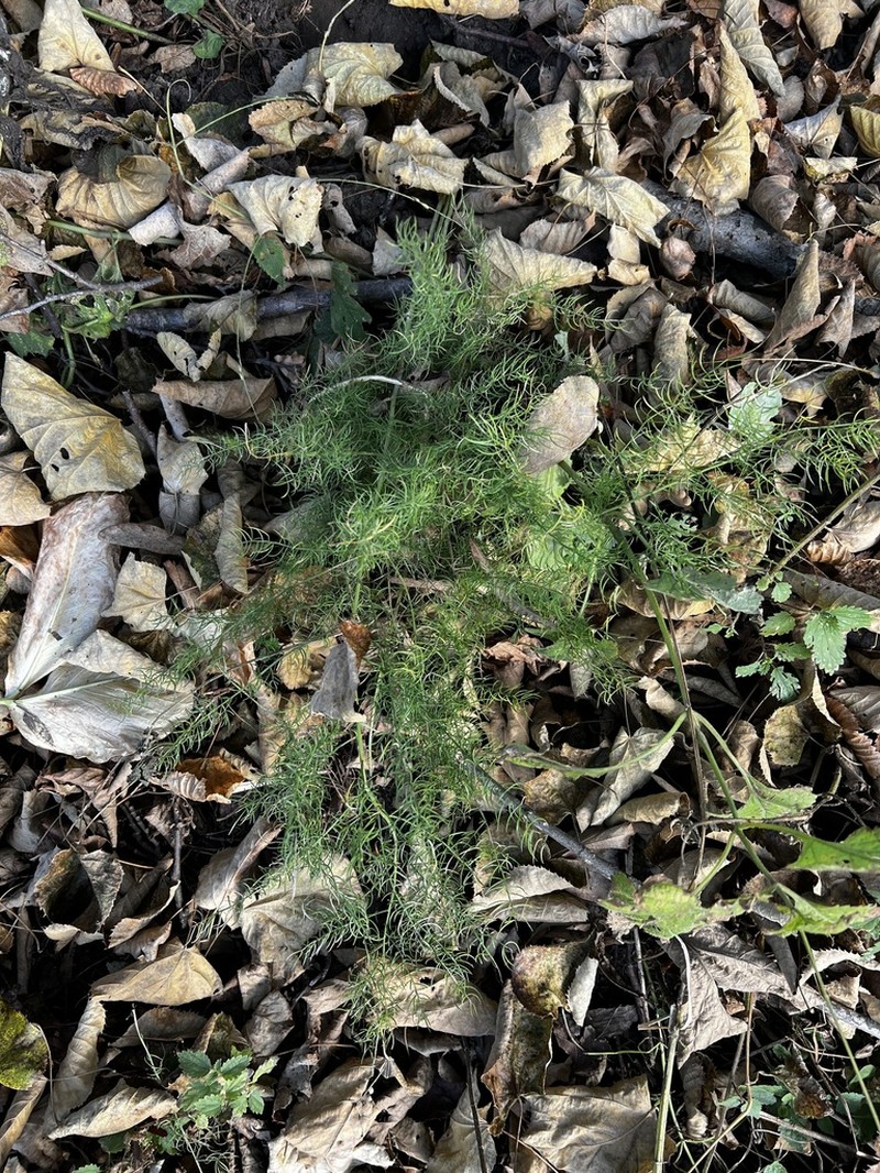 Asparagus schoberioides photo 3