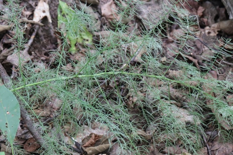 Asparagus schoberioides photo 4