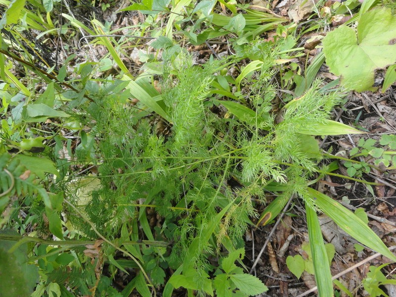 Asparagus schoberioides photo 5