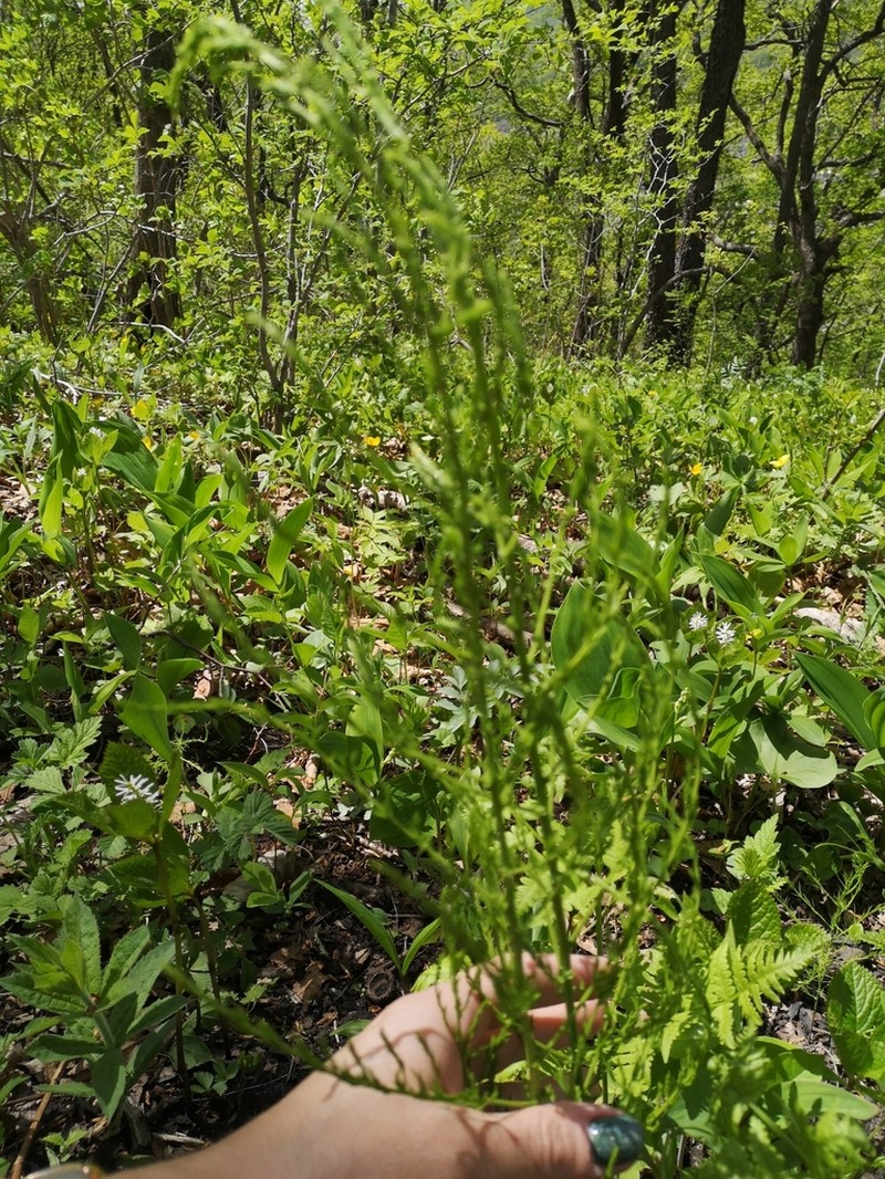 Asparagus schoberioides photo 6