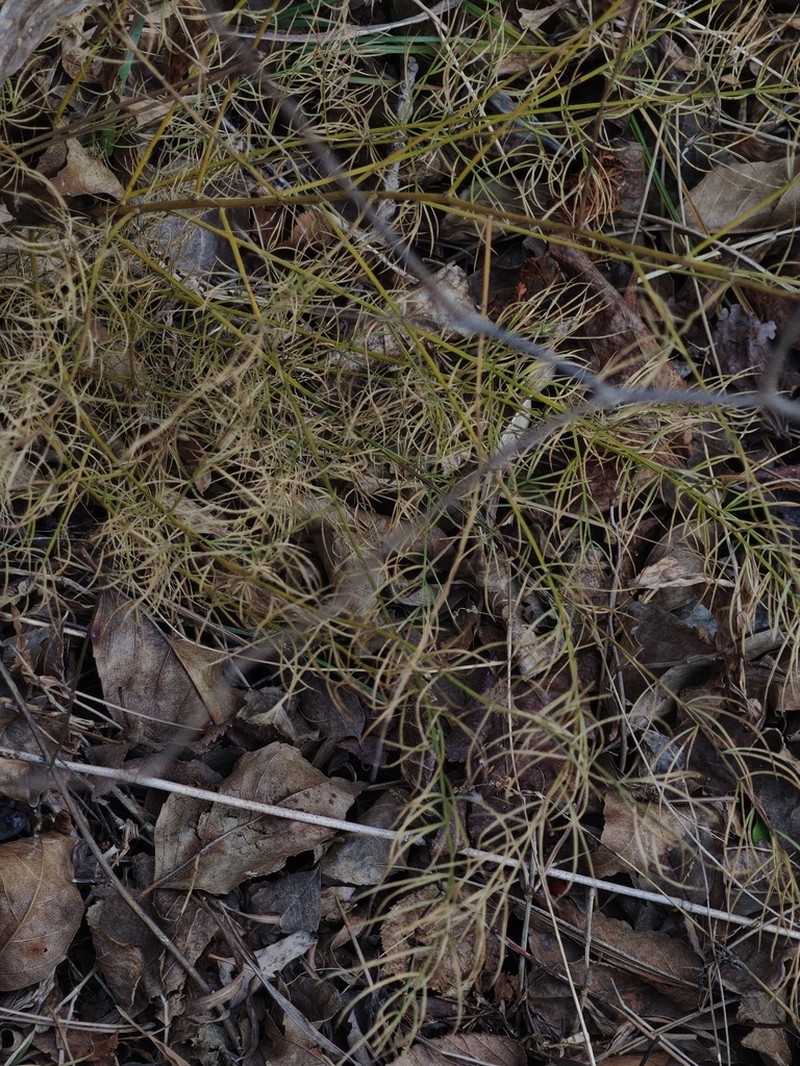 Asparagus schoberioides photo 8