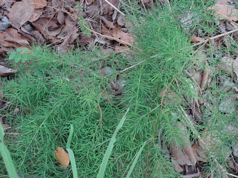 Asparagus schroederi