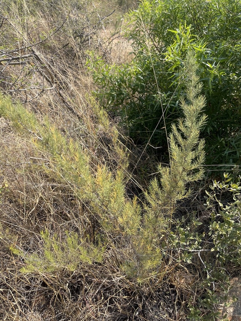 Asparagus schroederi photo 2