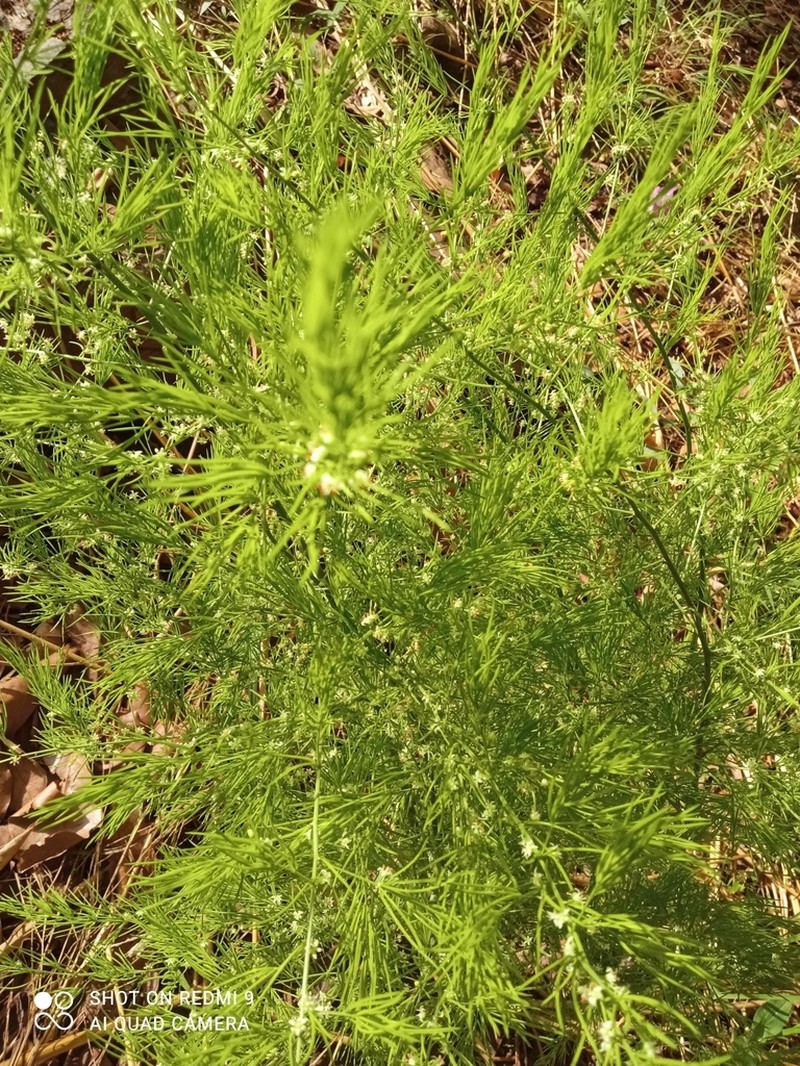 Asparagus schroederi photo 3