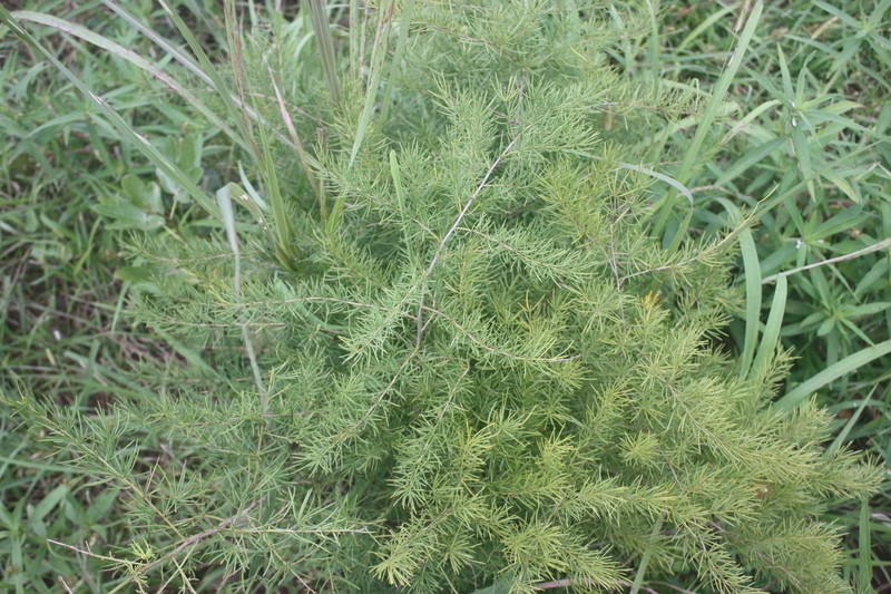 Asparagus schroederi photo 4