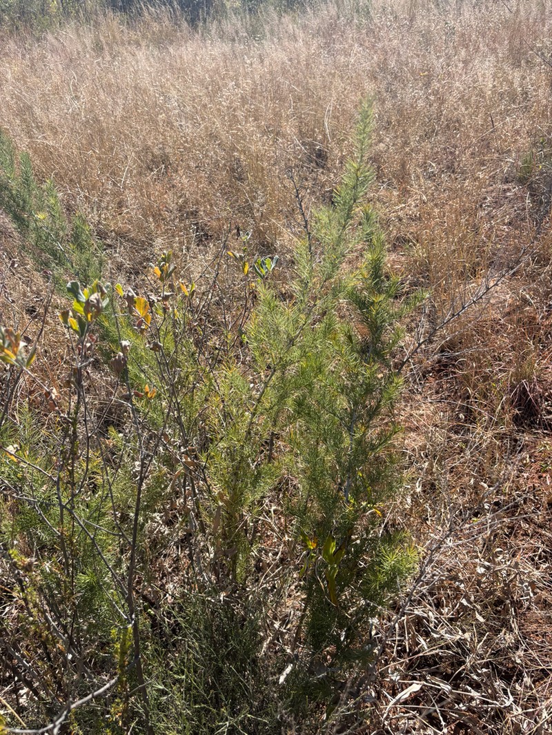 Asparagus schroederi photo 8