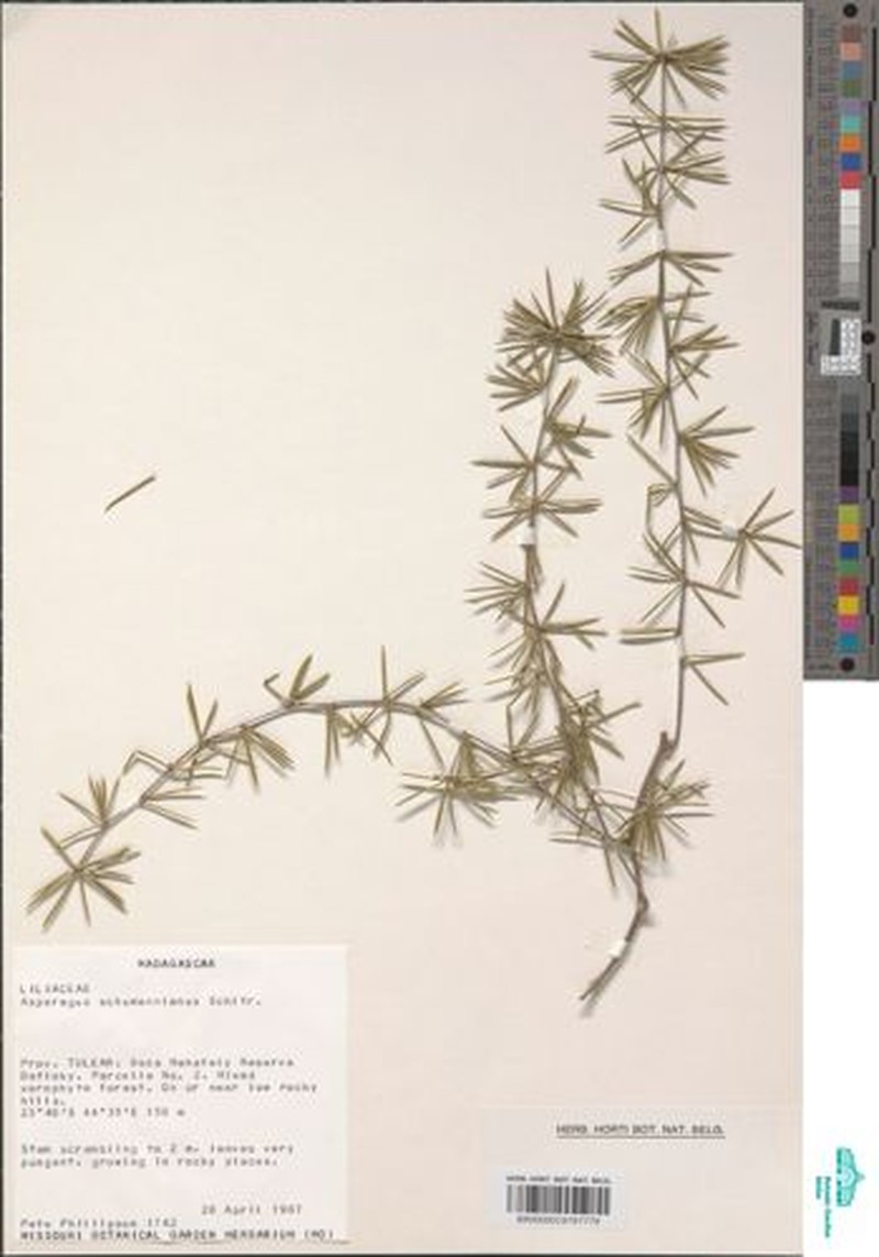 Asparagus schumanianus photo 2