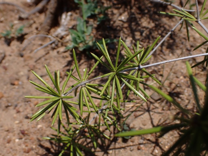 Asparagus schumanianus