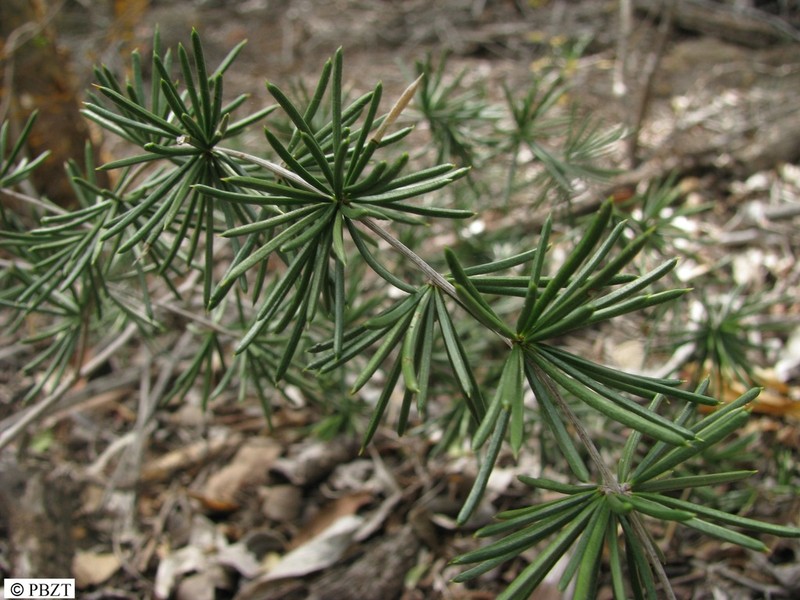Asparagus schumanianus photo 3