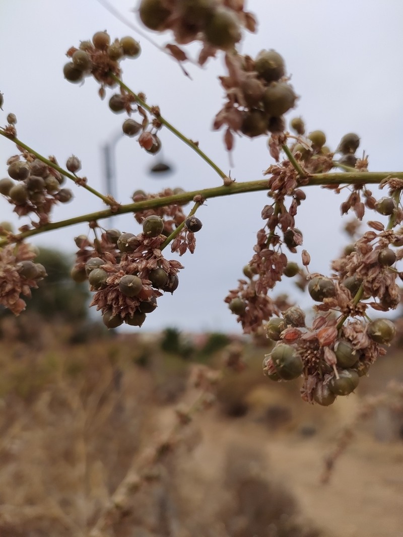 Asparagus scoparius photo 2