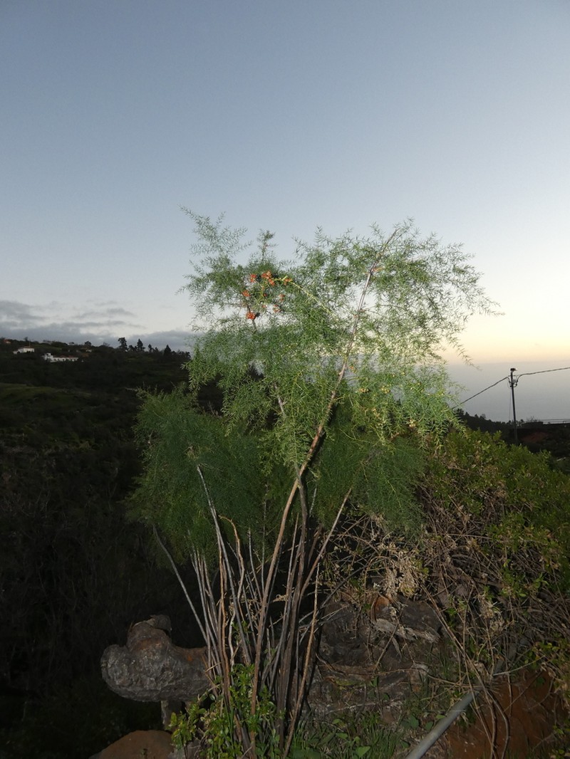 Asparagus scoparius photo 3