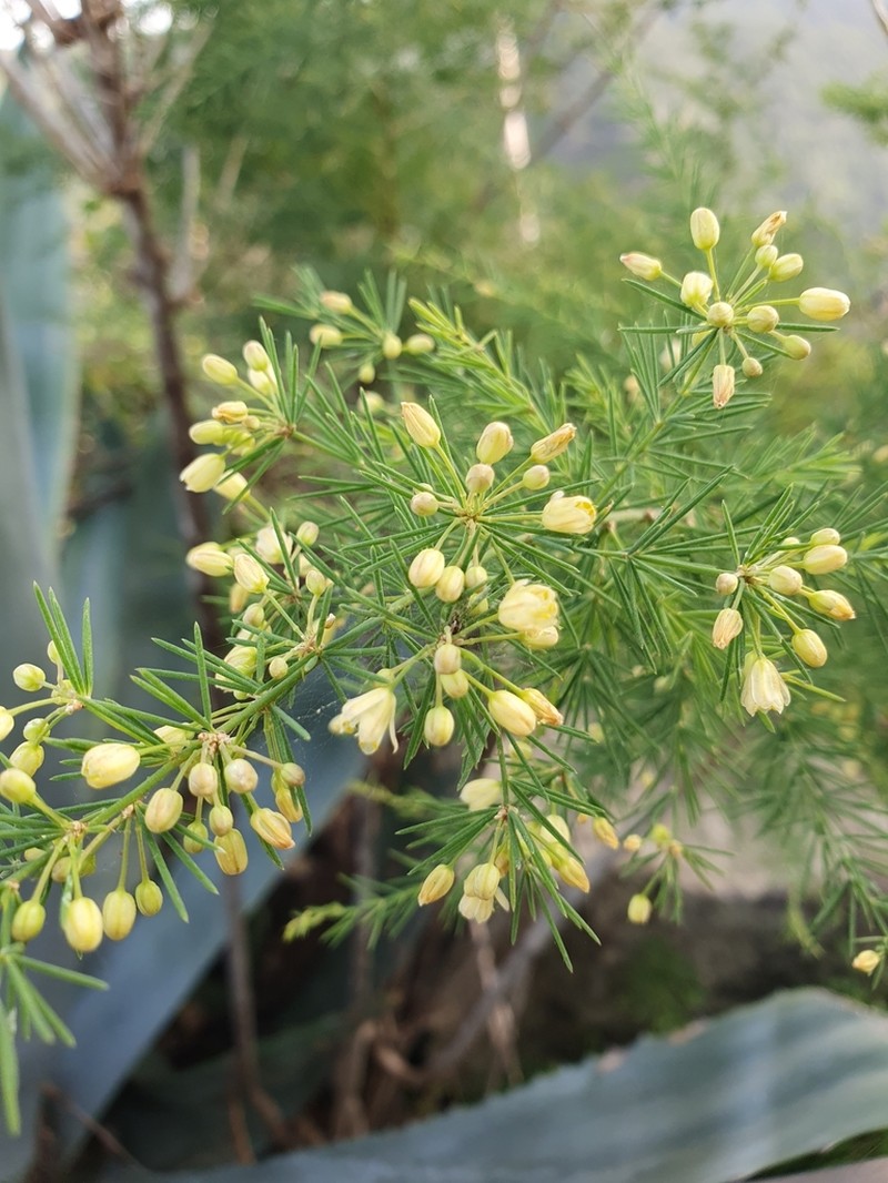 Asparagus scoparius photo 4