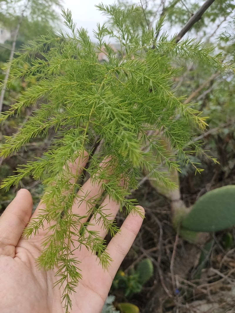 Asparagus scoparius photo 5