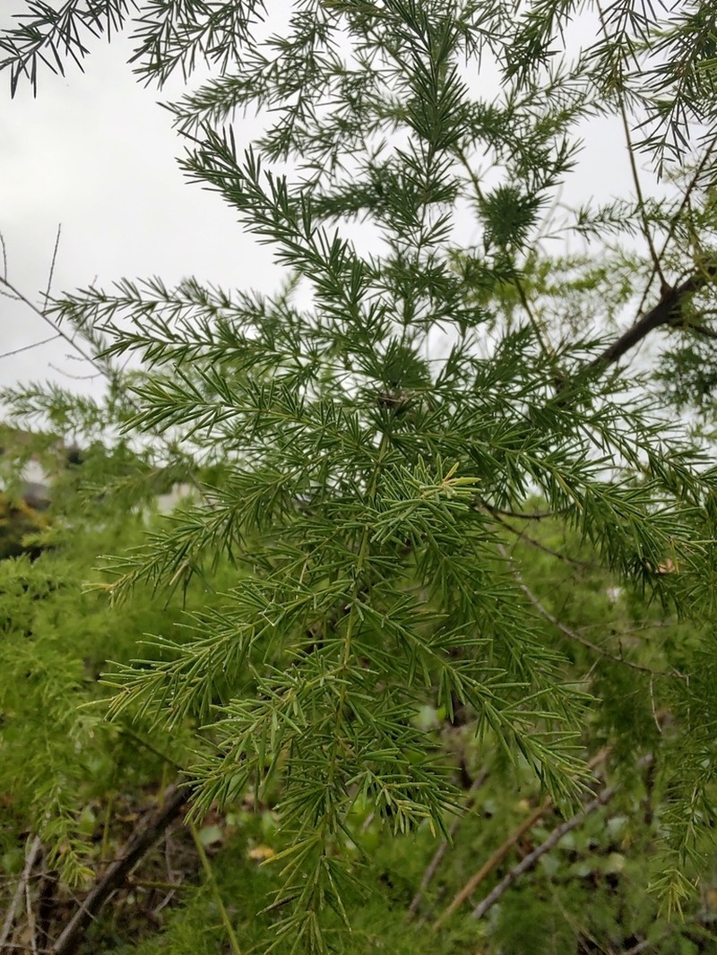 Asparagus scoparius photo 6