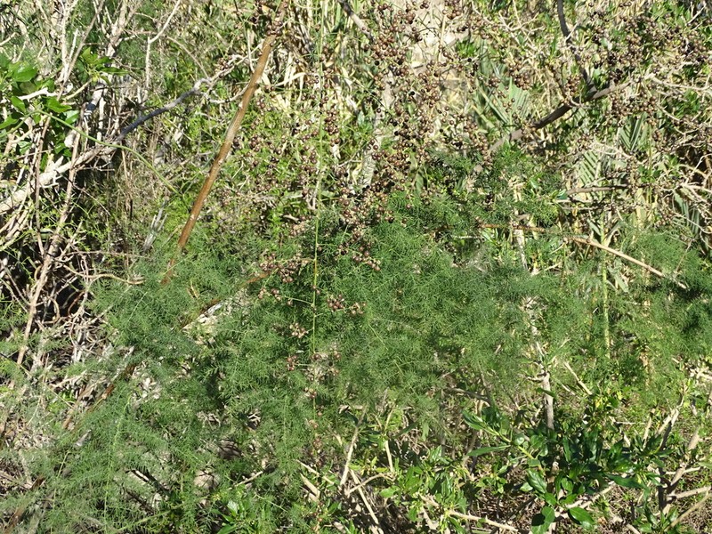 Asparagus scoparius photo 7