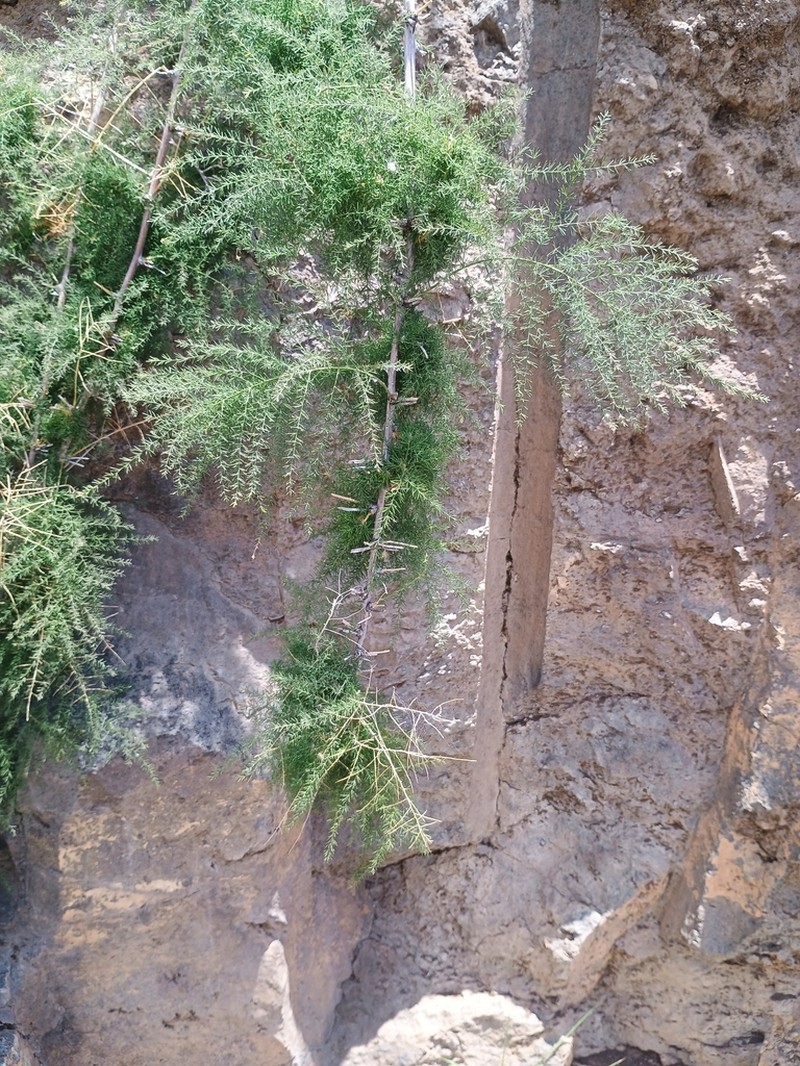 Asparagus scoparius photo 8