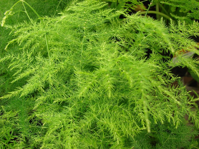 Common Asparagus Fern photo 2