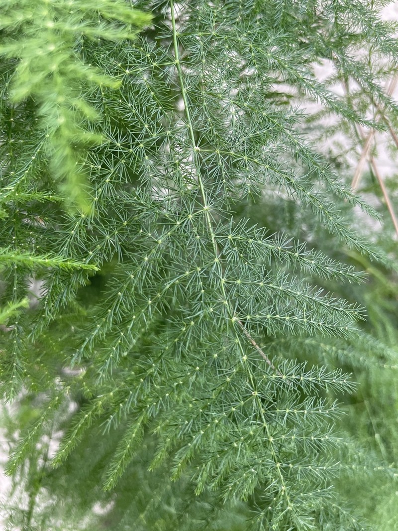 Common Asparagus Fern photo 3