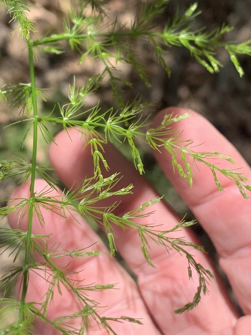 Common Asparagus Fern photo 4