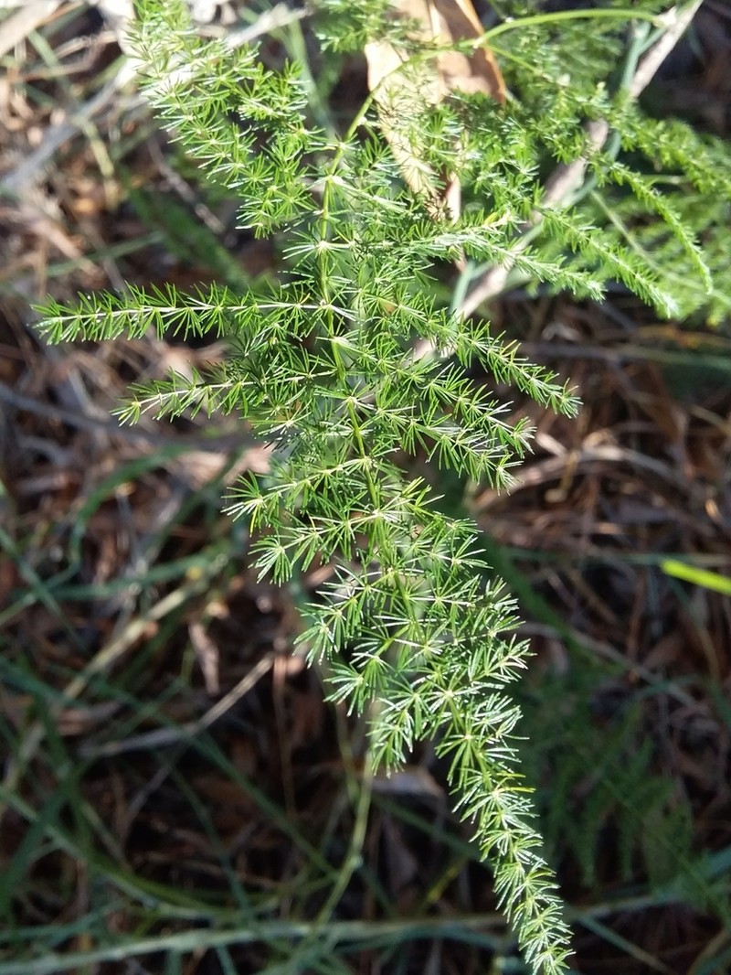 Common Asparagus Fern photo 5