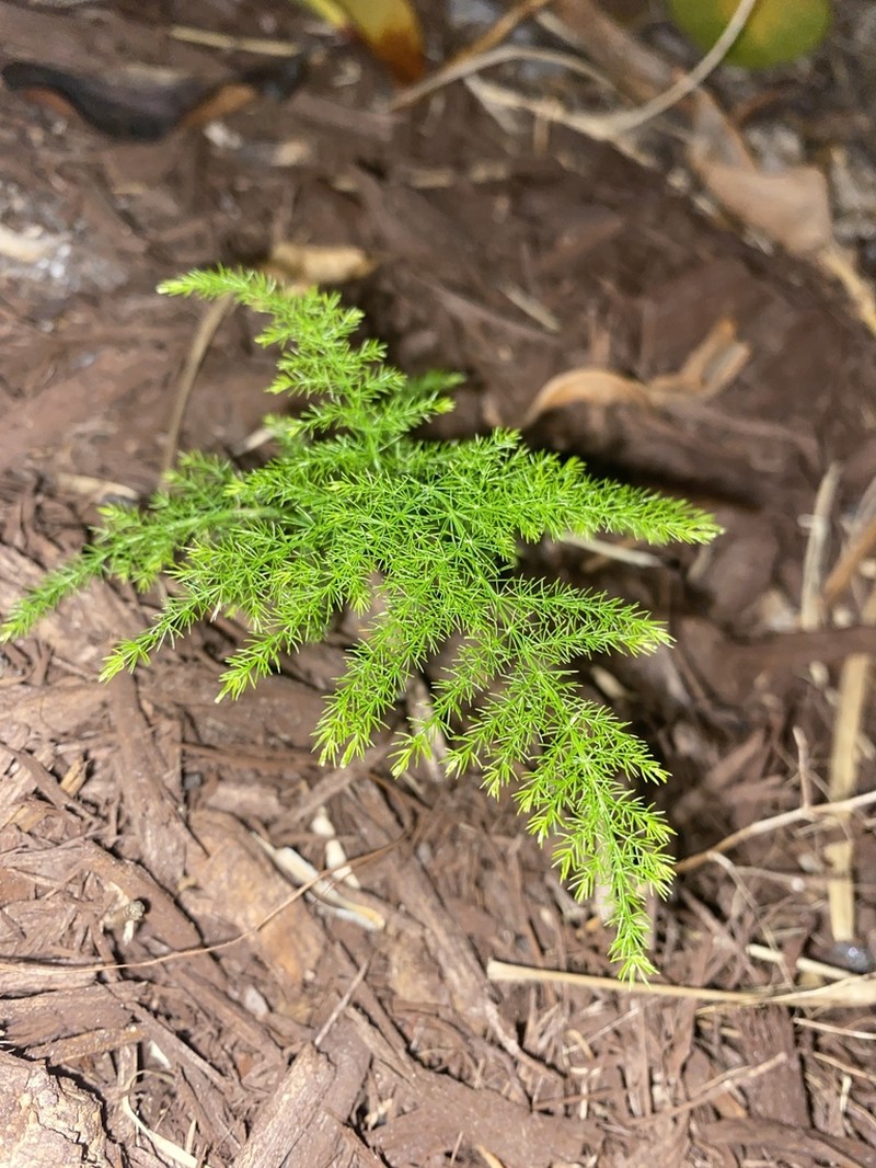 Common Asparagus Fern photo 6