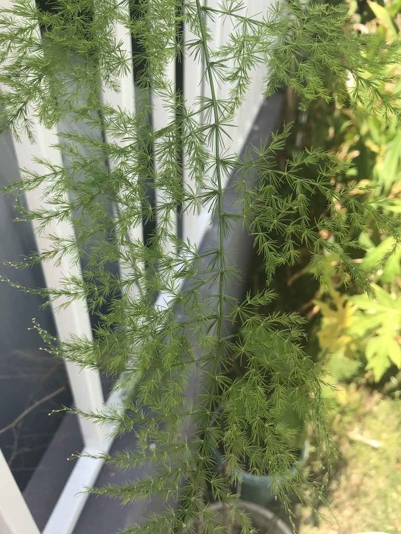 Common Asparagus Fern photo 7