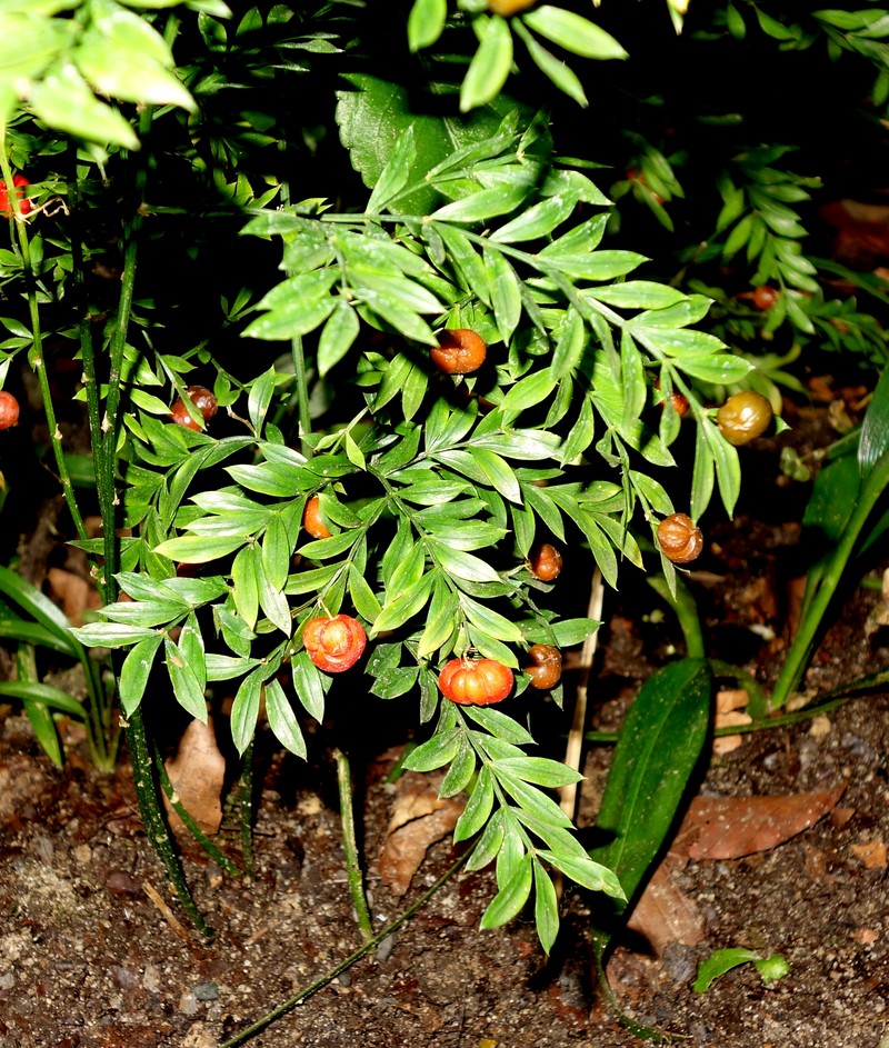 Asparagus simulans
