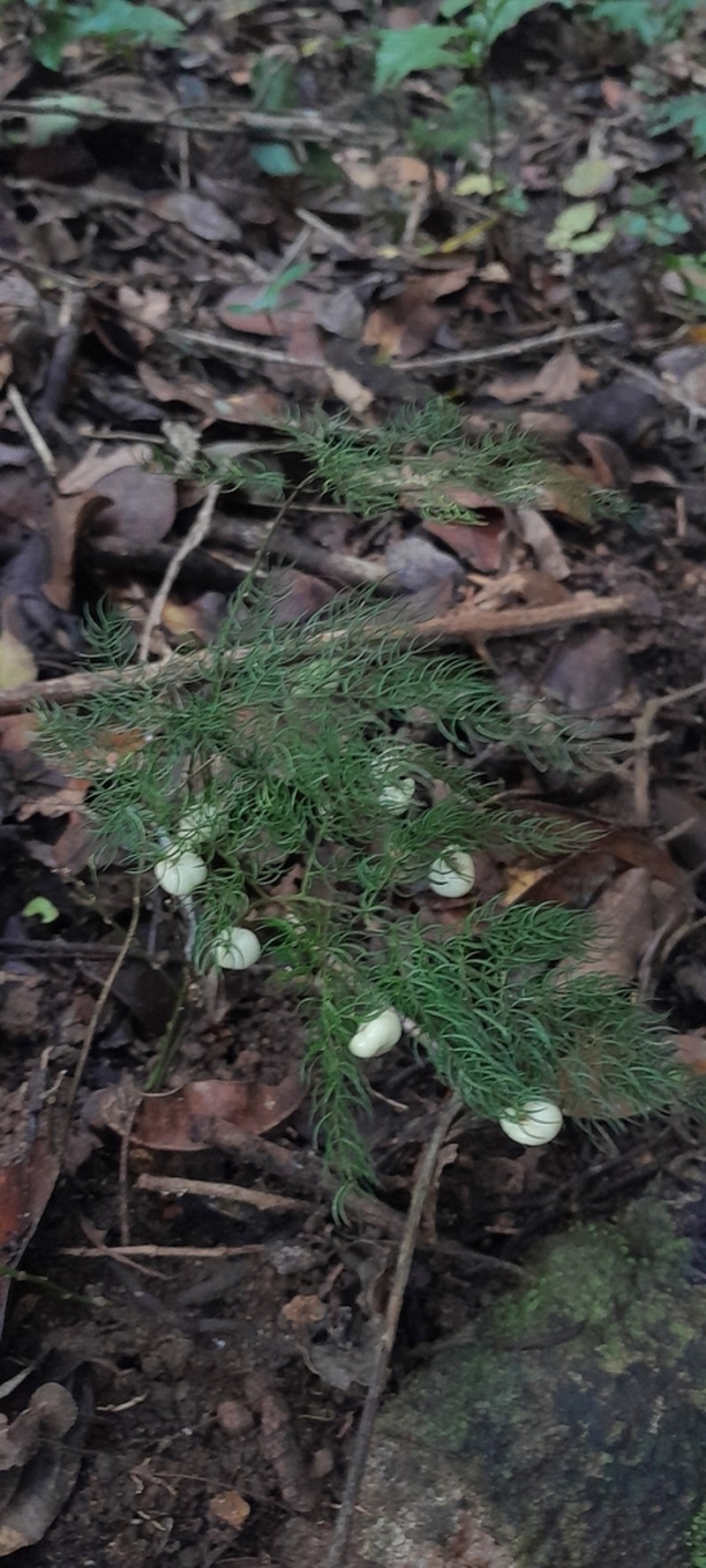 Asparagus simulans photo 4