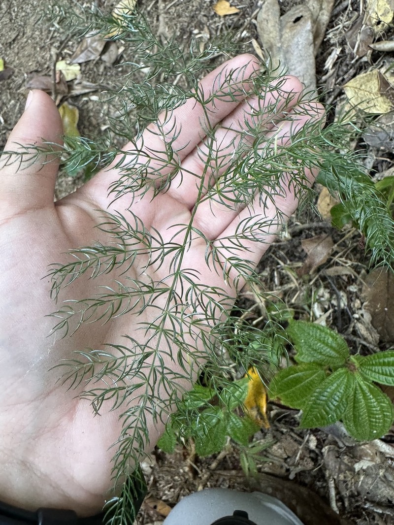 Asparagus simulans photo 5