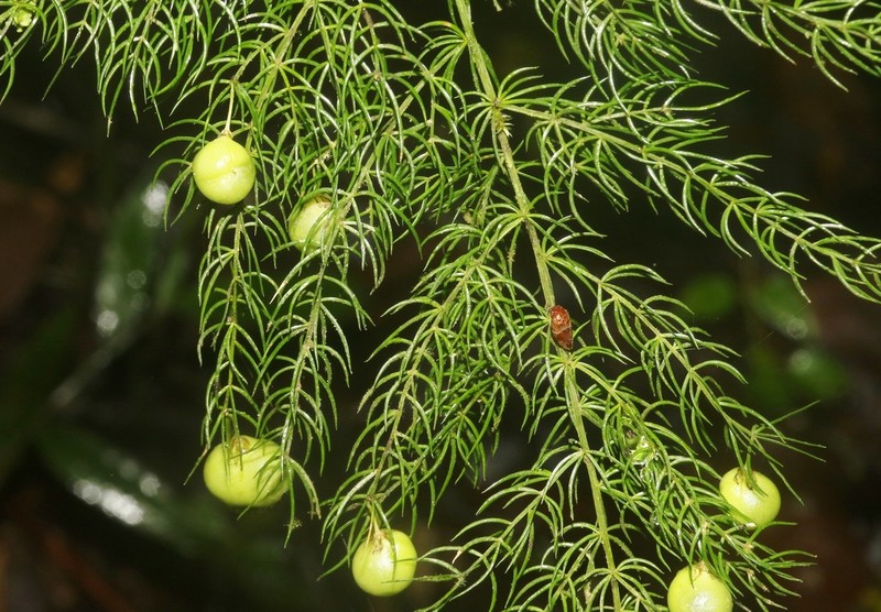 Asparagus simulans photo 6