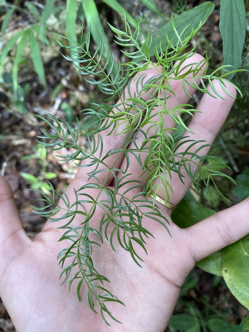 Asparagus simulans photo 7