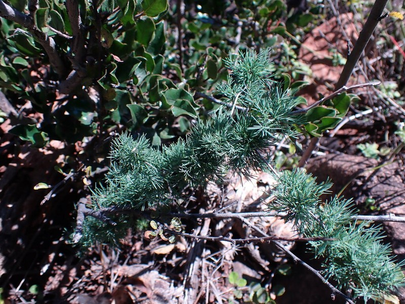 Asparagus spinescens