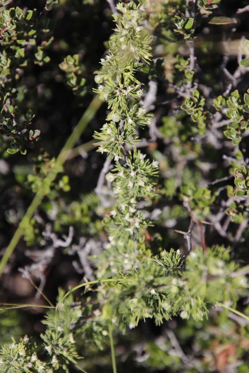Asparagus spinescens photo 2