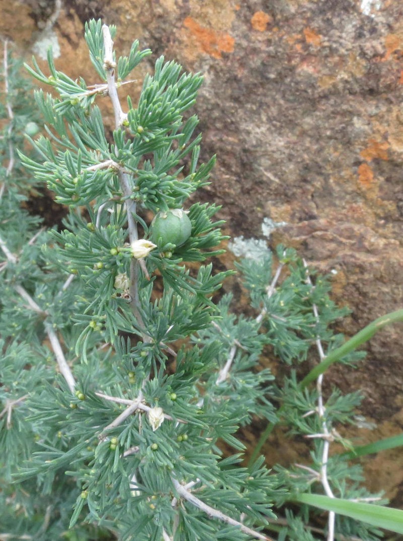 Asparagus spinescens photo 3
