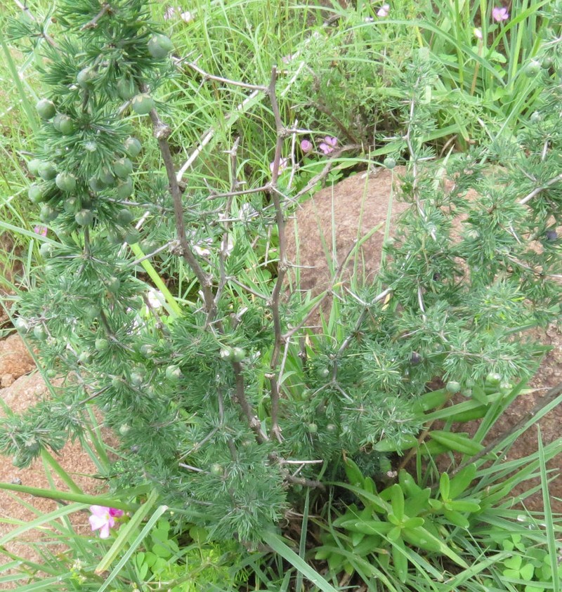 Asparagus spinescens photo 4