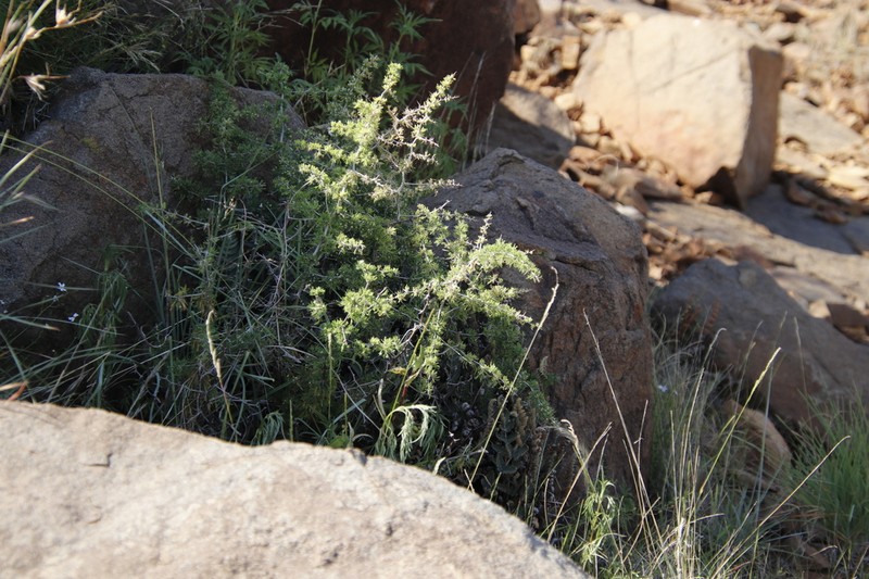 Asparagus spinescens photo 5